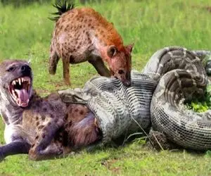 بدایع حیات وحش؛ پیتون غول ددمنش کفتار سفاک در حال شکار رو تناول کرد قلمبه شد