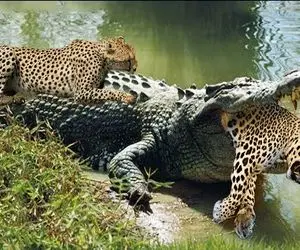 جذابیت‌های حیات وحش؛ پلنگ برای نجات رفیقش پوست تمساحو میکنه خون فواره میزنه 