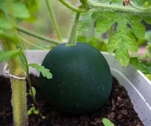 کشاوزی نوین؛ تو گلدان هندوانه کاشتن موقع برداشت هندوانه غول پیکر از گلدان بزرگ تر شده