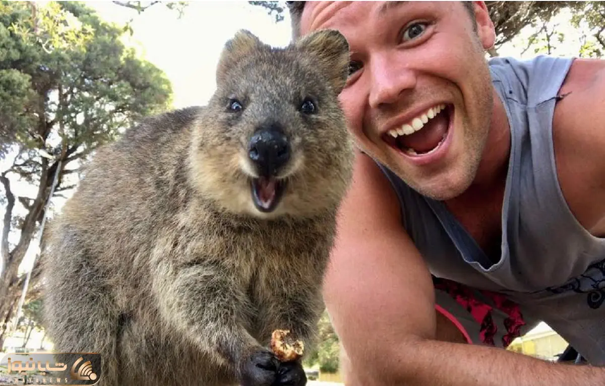 راز بقا؛ حیوون بامزه بچه‌اش رو با خودش توی یه کیسه حمل میکنه اما کانگورو نیست 