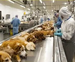 فرآوری سگ؛ فربه‌ سازی سگ نازنازی نه از سر محبت برای طبخ و تجارت