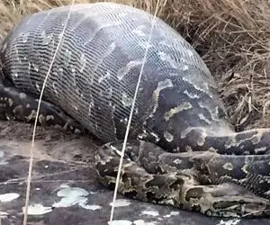 دیدنی های راز بقا؛ پیتون غول بعد بلعیدن گوساله گنده راحت در حال چرت زدن