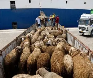 قیمت دام زنده امروز 30 مرداد 1404 + جدول