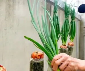 کشاورزی خلاقانه؛ چجوری تو بطری های آب معدنی پیاز بکاریم؟ باغچه نداری به کارت می یاد