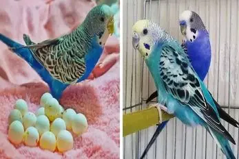 چرا مرغ عشق تخم ها رو از لونه بیرون میندازه؟ / شاید باورت نشه نصف دلیلش تویی و کارات