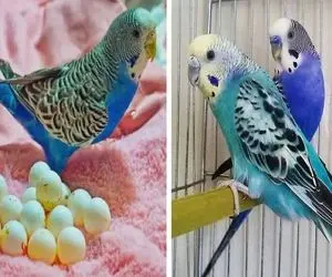 چرا مرغ عشق تخم ها رو از لونه بیرون میندازه؟ / شاید باورت نشه نصف دلیلش تویی و کارات