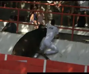 تاخت‌ و تازهای خونین؛ گاو عصیانگر ددمنشانه شاخشو فرو کرد تو شکم گاوچرون د فرار