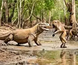 مستند حیات وحش؛ کومودو سفاک بابون بدبختو میکوبه به حصار جونش درآد درسته ببلعه