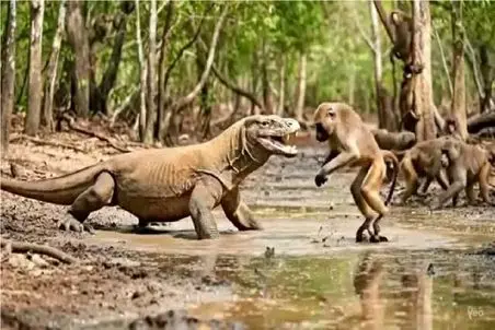 مستند حیات وحش؛ کومودو سفاک بابون بدبختو میکوبه به حصار جونش درآد درسته ببلعه