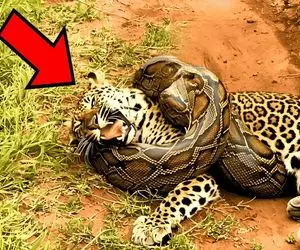 مستند حیات وحش؛ پیتون، پلنگ پهلون پنبه رو بلعید قلمبه شد تکون نمیخوره