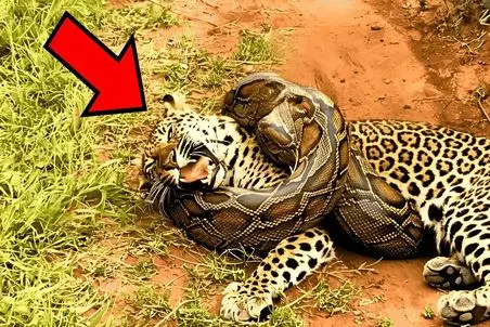 مستند حیات وحش؛ پیتون، پلنگ پهلون پنبه رو بلعید قلمبه شد تکون نمیخوره