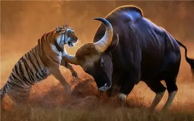 جذابیت حیات وحش / ببر آزمند در یک حرکت خرخره بوفالو شاخ کوبد را جوید