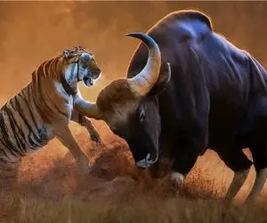 جذابیت حیات وحش / ببر آزمند در یک حرکت خرخره بوفالو شاخ کوبد را جوید