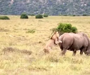 مستند حیات وحش؛ شیر حریف خود کرگدن نشد بچه اش رو خود