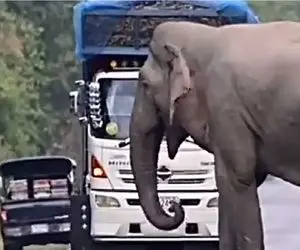 معماری طبیعت/فیل عظیم و الجثه با اون هیبت از کامیون لیز میخره /خدا رحم میکنه بهش