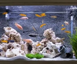 تعبیرخواب آکواریوم،ماهی وآکواریوم چه تعبیری دارد؟