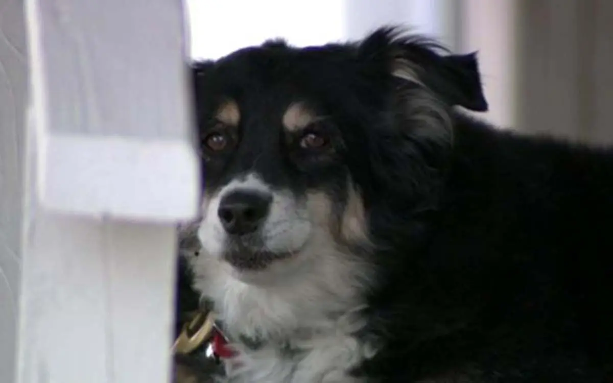 0_lulu-dog2