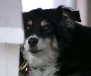 (عکس) این سگ 100 میلیارد ثروت دارد!