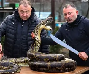 فرآوری مار؛ مار غول پیکر ساطوری و تو مواد میخوابونن بعد کباب با مخلفات میزنن بدن