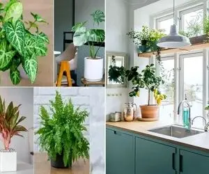گیاهان آپارتمانی برا آشپزخونه (مناسب روی اپن، جزیره و کنار سینک ظرفشویی) / آویزم میشن