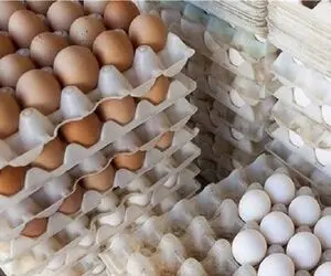 تخم مرغ ارزان می شود؟