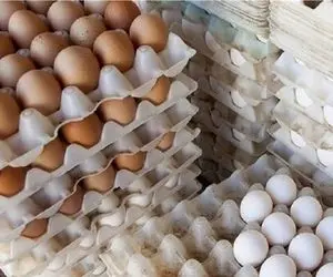 تخم مرغ ارزان می شود؟