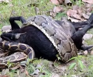 از جذابیت های حیات وحش؛ پیتون حلقه زد دور گاو و از پوزه استارت زد برای بلعیدن