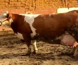 دامداری نوین؛ گاو انقد شیردونش پر شده تلو تلو خوران راه میره انگار لاته