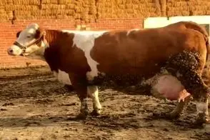 دامداری نوین؛ گاو انقد شیردونش پر شده تلو تلو خوران راه میره انگار لاته