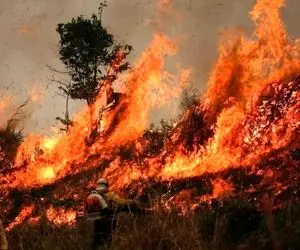 آواز محلی؛ داغ آتش جنگل های الیت وقتی "قشنگ مازرون حال نخاره"