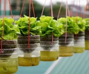 ایده های خلاقانه؛ باغچه نداری مهم نیست تو بطری های پلاستیکی آب معدنی کاهو بکار عالیه