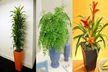 گیاهان آپارتمانی مقاوم در برابر نور کم و تاریکی / خونت زیر زمینم باشه اینا رشد میکنن