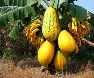 کشاورزی نوین؛ تو هندوانه تخم مرغ  شکستن و با موز پیوند زدن شد درخت موز هندوانه ریزون