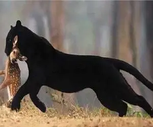بدایع حیات وحش؛ جگوار بیصدا اما عین برق خورد به جون بچه آهو
