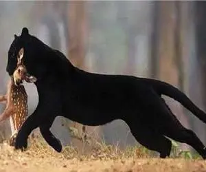 بدایع حیات وحش؛ جگوار بیصدا اما عین برق خورد به جون بچه آهو