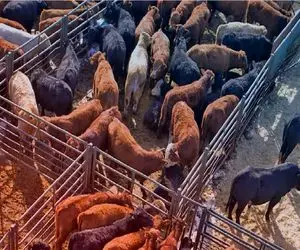 قیمت دام زنده امروز ۹ بهمن 1404 + جدول