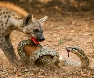 شاهکار حیات وحش / جدال انزجاری کفتار و پلنگ برای تصاحب طعمه