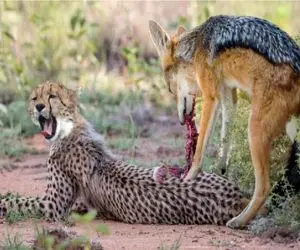 نبرد حیات وحش/ جدال نابرابر شغال پلید با توله چیتا سریع