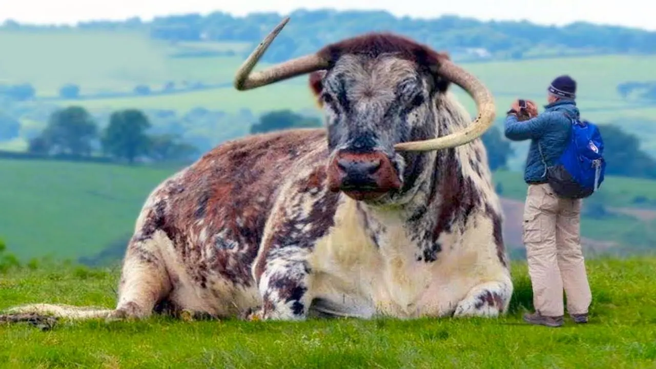 حیوانات غول پیکر؛ این گاو ها عضلاتشون از بس ورزیدس انگار صد سال بدنسازی کار می کنند
