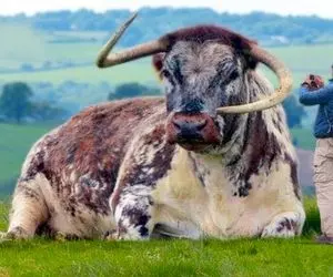 حیوانات غول پیکر؛ این گاو ها عضلاتشون از بس ورزیدس انگار صد سال بدنسازی کار می کنند