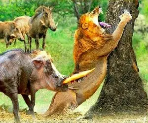 بدایع حیات وحش؛ گراز سفاک شیر دد و دستگیر کرد چسبوند به درخت خانوادش فرار کنن