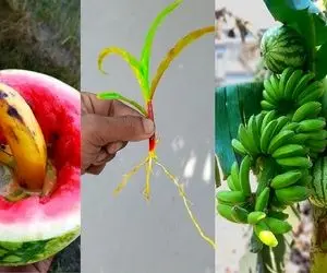 کشاورزی نوین؛ با خمیردندون موز و هندونه رو بهم پیوند زده درختچه ترکیبی رشد کرد