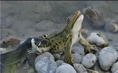 مستند حیات وحش؛ مار تو کسری از ثانیه قورباغه لزج رو بلعد نفهمه از کجا خورده