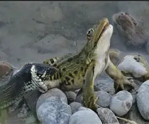 مستند حیات وحش؛ مار تو کسری از ثانیه قورباغه لزج رو بلعد نفهمه از کجا خورده