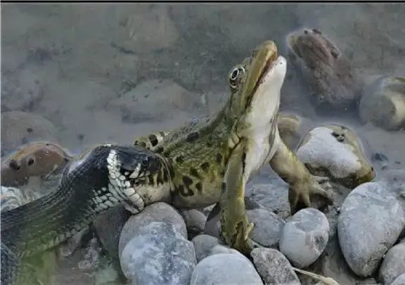 مستند حیات وحش؛ مار تو کسری از ثانیه قورباغه لزج رو بلعد نفهمه از کجا خورده