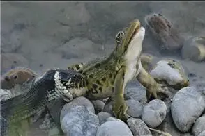 مستند حیات وحش؛ مار تو کسری از ثانیه قورباغه لزج رو بلعد نفهمه از کجا خورده