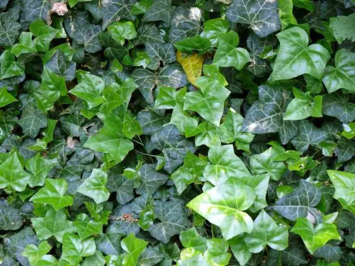 گل هایی که برای بالکن مناسب است