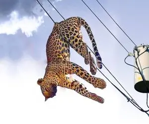 بدایع حیات وحش؛ جگوار پلید بعد قاپیدن گاومیش واس فرار پرید رو تیر برق خشکش زد