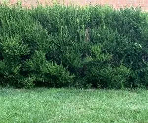 بازی فکری؛ ریش گرو میذارم زیر 3 ثانیه نتونی گربه رو ببینی