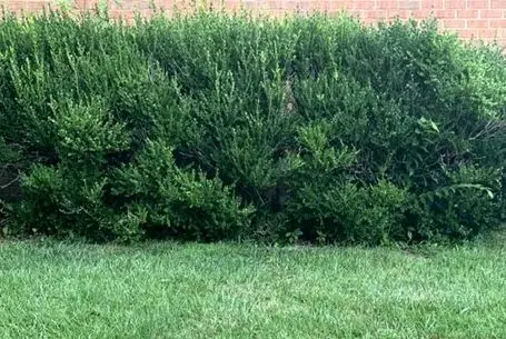 بازی فکری؛ ریش گرو میذارم زیر 3 ثانیه نتونی گربه رو ببینی